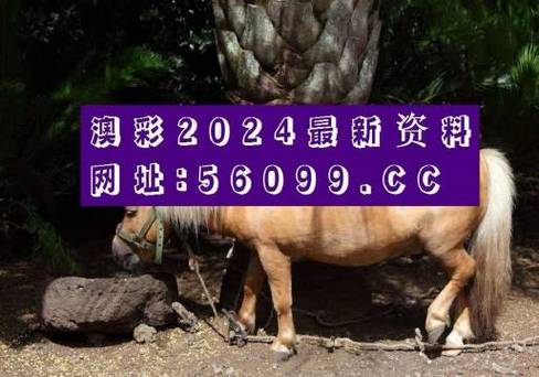 澳彩资料大全正版资料免费:中国夫妇在澳遭殴打