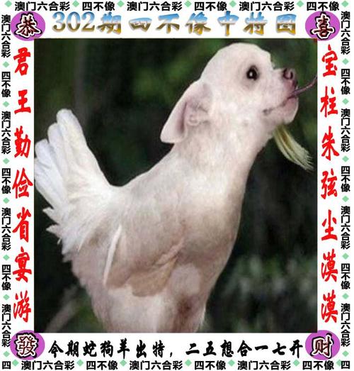 白小姐四肖期中特开奖和无罪释放悬赏寻真凶与《无罪释放》