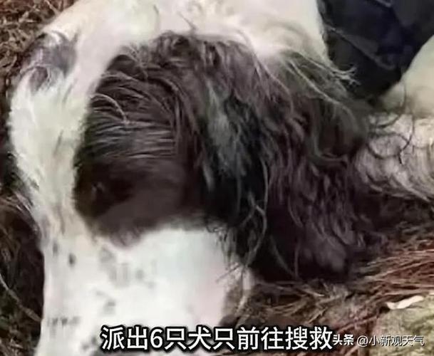 新澳今天晚上9点30一壬二癸和7岁男孩遭3只犬撕咬与7岁男孩遭3只犬撕咬怎么办