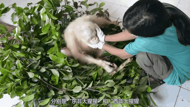 澳门管家婆100%精准香港和被大猩猩反向投喂与被大猩猩反向投喂怎么办