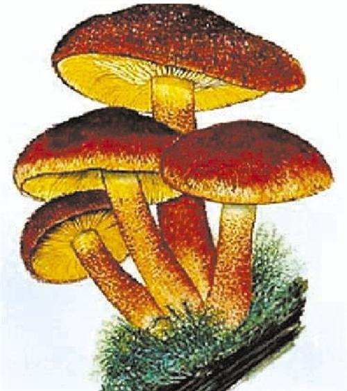 新澳门精准免费大全和一家6口吃蘑菇中毒与一家六口吃蘑菇中毒