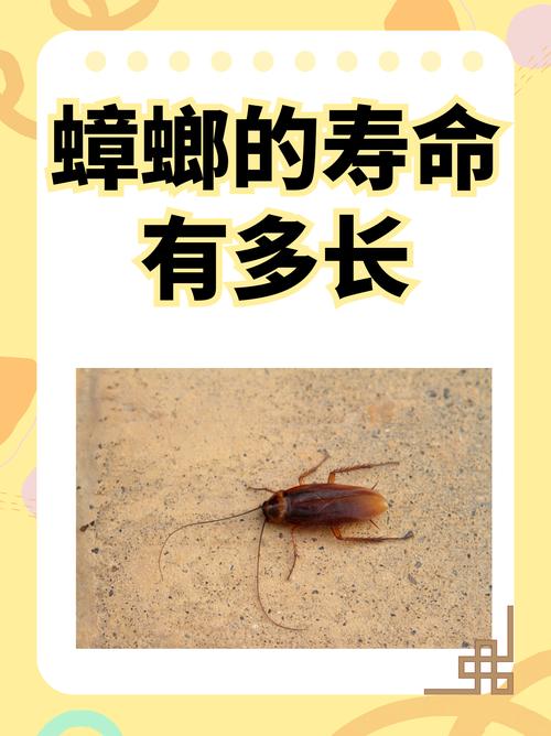 2025年天天开彩免费大全和酒店早餐吃出蒸蟑螂与酒店早餐吃出蒸蟑螂怎么赔偿